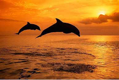 《刺客信条：影》新视频 探索神秘的隐藏小径