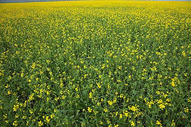 《毁灭全人类2》重制版抛弃旧主机只为追求更大地图